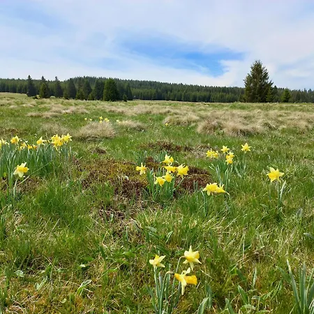 Levandule Krušné Hory - Erzgebirge * Horní Blatná